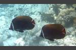 Halsband-Falterfisch - Redtail butterflyfish - Chaetodon collare