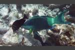 Kugelkopf-Papageifisch - Daisy parrotfish - Chlorurus sordidus