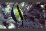 Halfterfisch - Moorish idol - Zanclus cornutus