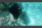 Manta - Manta ray - Manta birostris