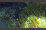 Malediven-Anemonenfisch - Maldive anemonefish - Amphiprion nigripes