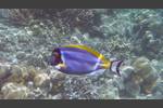 Weißkehl-Doktorfisch - Powderblue Surgeonfish - Acanthurus leucosternon