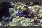 Muschel - Clam