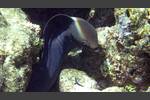 Riesenmuräne - Giant moray - Gymnothorax javanicus