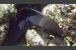 Riesenmuräne - Giant moray - Gymnothorax javanicus