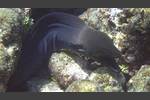 Riesenmuräne - Giant moray - Gymnothorax javanicus