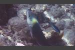 Zweifarben-Bannerlippfisch - Blackeye thicklip - Hemigymnus melapterus
