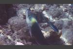 Zweifarben-Bannerlippfisch - Blackeye thicklip - Hemigymnus melapterus