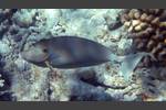 Blauklingen-Nasendoktor -   Bluespine unicornfish - Naso unicornis