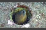 Rußkopf-Muräne - Yellow-edged moray - Gymnothorax flavimarginatus