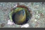 Rußkopf-Muräne - Yellow-edged moray - Gymnothorax flavimarginatus