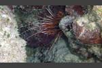 Strahlen-Feuerfisch - Radial firefish  - Pterois radiata