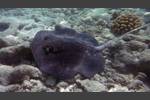 Mangroven-Stechrochen - Mangrove whipray - Himantura granulata