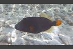 Orangestreifen-Drückerfisch - Orange-lined triggerfish - Balistapus undulatus