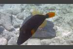 Orangestreifen-Drückerfisch - Orange-lined triggerfish - Balistapus undulatus