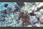 Clarks Anemonenfisch - Clark's anemonefish - Amphiprion clarkii