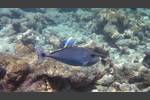 Schärpen-Nasendoktor - Spotted unicornfish - Naso brevirostris