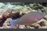 Indische Langnase - Candelamoa parrotfish - Hipposcarus harid