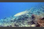 Gemeiner Ammenhai - Tawny nurse shark - Nebrius ferrugineus