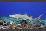 Gemeiner Ammenhai - Tawny nurse shark - Nebrius ferrugineus