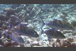 Blauflossen-Makrele - Bluefin trevally - Caranx melampygus