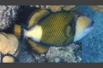 Grüner Riesendrückerfisch - Titan Triggerfish - Balistoides viridescens