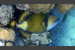 Grüner Riesendrückerfisch - Titan Triggerfish - Balistoides viridescens