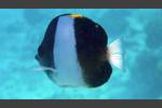 Schwarzer Pyramidenfalterfisch - Brown-and-white butterflyfish - Hemitaurichthys zoster