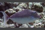 Blauklingen-Nasendoktor - Bluespine unicornfish - Naso unicornis