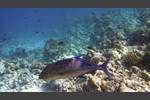 Blauflossen-Makrele - Bluefin trevally - Caranx melampygus