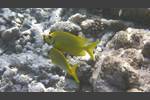 Korallen-Kaninchenfisch - Blue-spotted spinefoot - Siganus corallinus