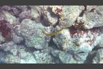 Trompetenfisch - Chinese trumpetfish - Aulostomus chinensis