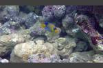 Pfauen-Kaiserfisch - Royal angelfish - Pygoplites diacanthus