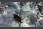 Blaubrust-Drückerfisch - Sufflamen chrysopterus und Gitter-Doktorfisch - Acanthurus triostegus