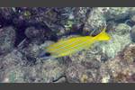 Blaustreifen-Schnapper - Bluestripe snapper - Lutjanus kasmira