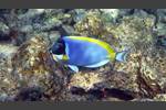 Weißkehl-Doktorfisch - Powderblue Surgeonfish - Acanthurus leucosternon