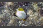 Gelbkopf-Falterfisch - Yellowhead butterflyfish - Chaetodon xanthocephalus