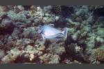 Blauklingen-Nasendoktor - Bluespine unicornfish - Naso unicornis