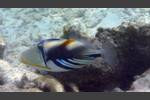 Picasso-Drückerfisch - Blackbar triggerfish - Rhinecanthus aculeatus