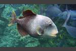 Gelbsaum-Drückerfisch - Yellowmargin triggerfish - Pseudobalistes flavimarginatus