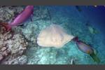 Jenkins Stechrochen - Jenkin's whipray - Himantura jenkinsi