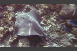 Jenkins Stechrochen - Jenkin's whipray - Himantura jenkinsi