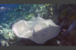 Jenkins Stechrochen - Jenkins whipray - Himantura jenkinsi