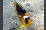 Tabak-Falterfisch - Chaetodon fasciatus