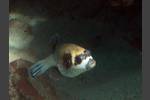 Masken-Kugelfisch - Arothron diadematus