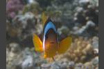 Rotmeer-Anemonenfisch - Amphiprion bicinctus