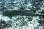 Leopardenhai - Stegostoma fasciatum