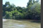 Mangroven bei Black River