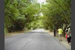 Bamboo Avenue