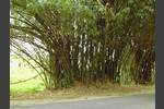 Bamboo Avenue